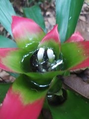 Nidularium innocentii