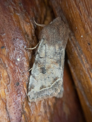 Orthosia hibisci