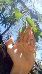 Dolichandra cynanchoides