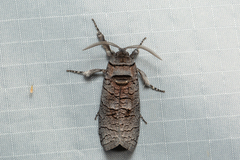 Culama suffusca