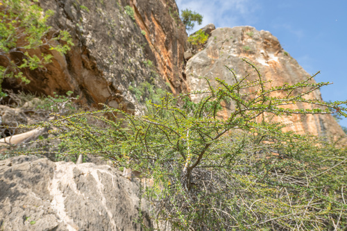 Commiphora parvifolia