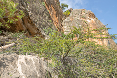 Image of Commiphora parvifolia