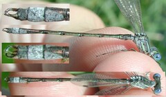 Lestes unguiculatus