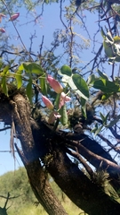 Dolichandra cynanchoides