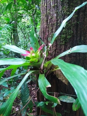 Nidularium innocentii