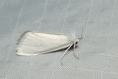 Schoenobiinae