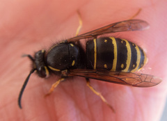 Vespula acadica