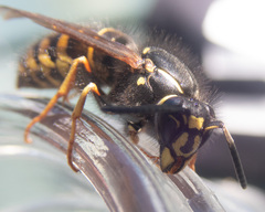 Vespula acadica