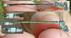 Lestes unguiculatus