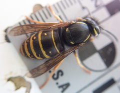 Vespula acadica