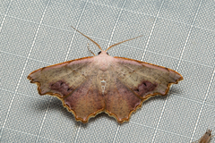 Epicompsa xanthocrossa