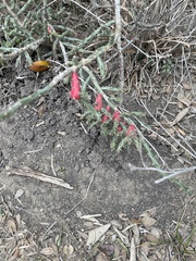 Cylindropuntia leptocaulis