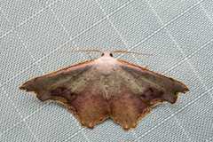 Epicompsa xanthocrossa