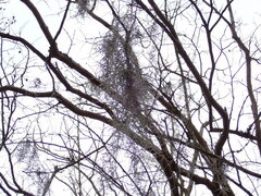 Tillandsia usneoides