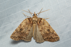 Lyelliana phaeochlora