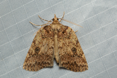 Lyelliana phaeochlora