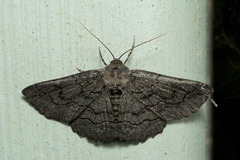 Melanodes anthracitaria