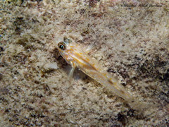 Coryphopterus eidolon