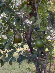 Crescentia cujete
