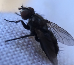 Rhinophoridae