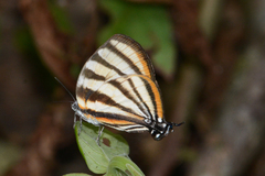 Arawacus separata