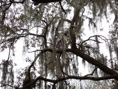 Tillandsia usneoides