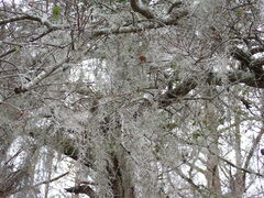Tillandsia usneoides