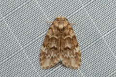 Scaphidriotis xylogramma