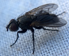 Rhinophoridae