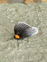 Hades noctula