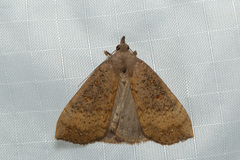 Rhapsa suscitatalis