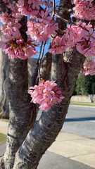 Cerasus