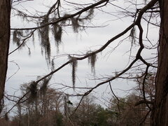 Tillandsia usneoides
