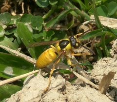 Vespa bicolor