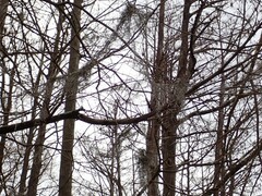 Tillandsia usneoides