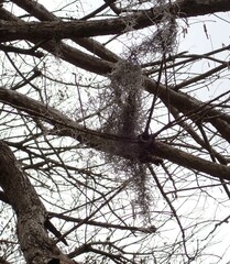 Tillandsia usneoides