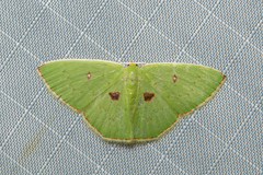 Comostola leucomerata