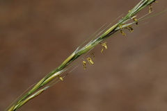 Achnatherum bromoides