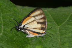 Arawacus separata