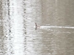 Podilymbus podiceps