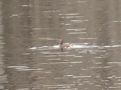 Podilymbus podiceps