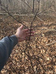 Viburnum acerifolium