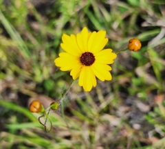 Coreopsis floridana