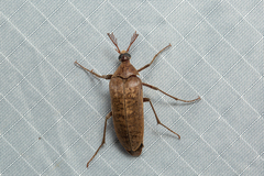 Trigonodera