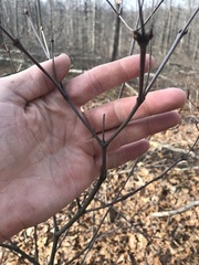 Viburnum acerifolium