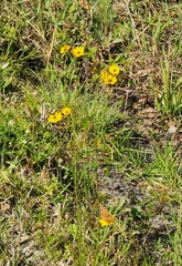 Coreopsis floridana