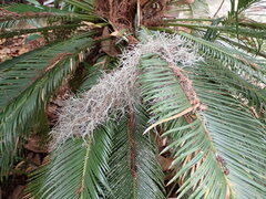 Tillandsia usneoides