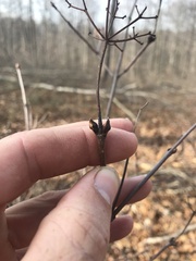 Viburnum acerifolium