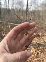 Viburnum acerifolium