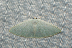 Poecilasthena fragilis